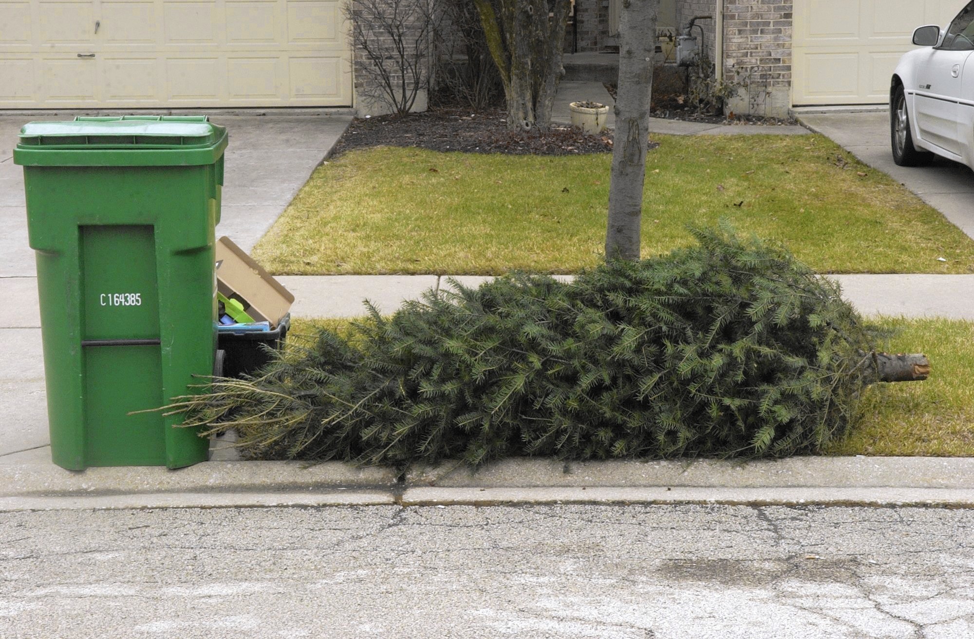 christmas tree removal
